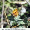 lycaena ochimus talysh female2